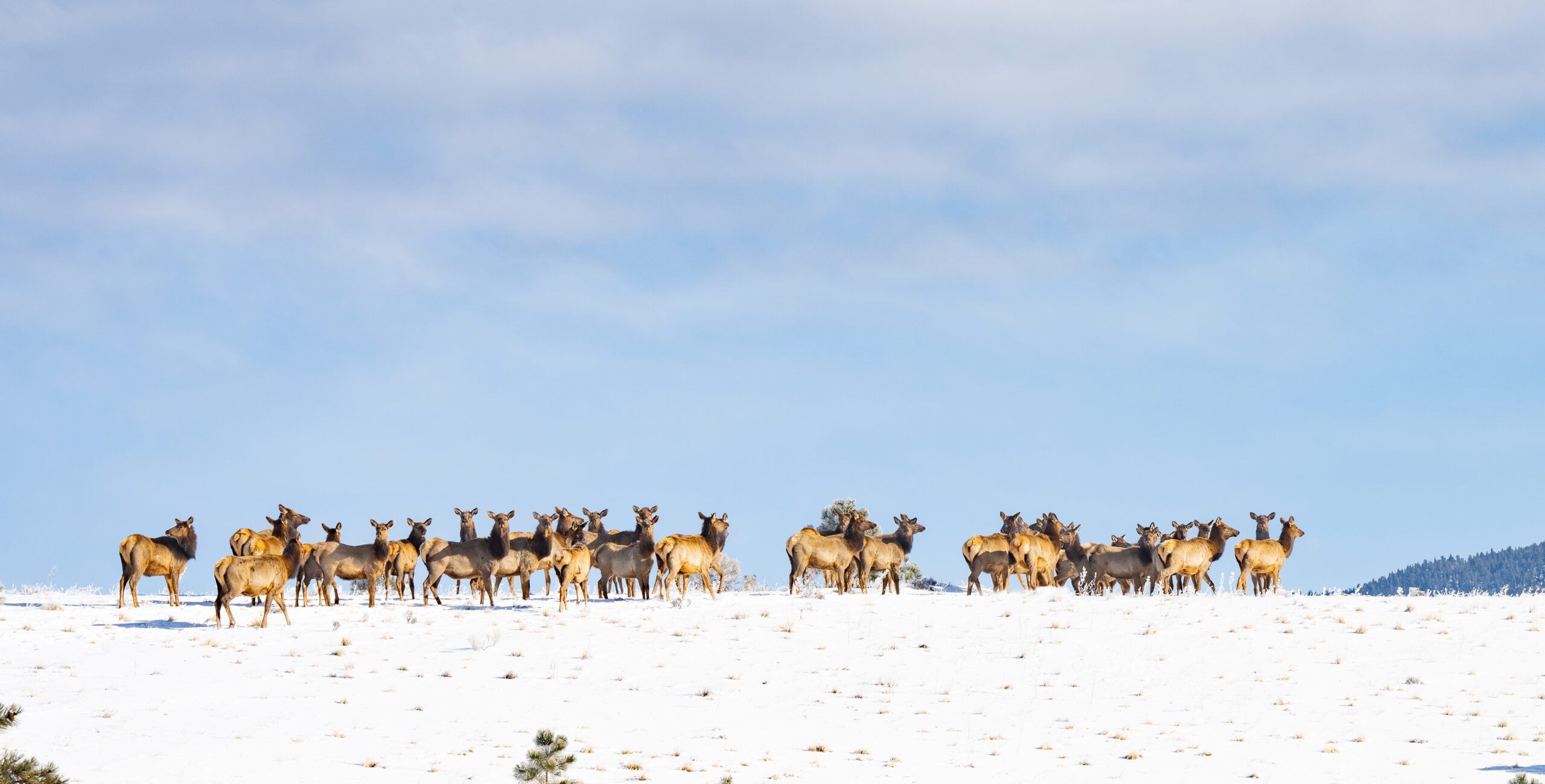 Herd of elk in Angel Fire, New Mexico.